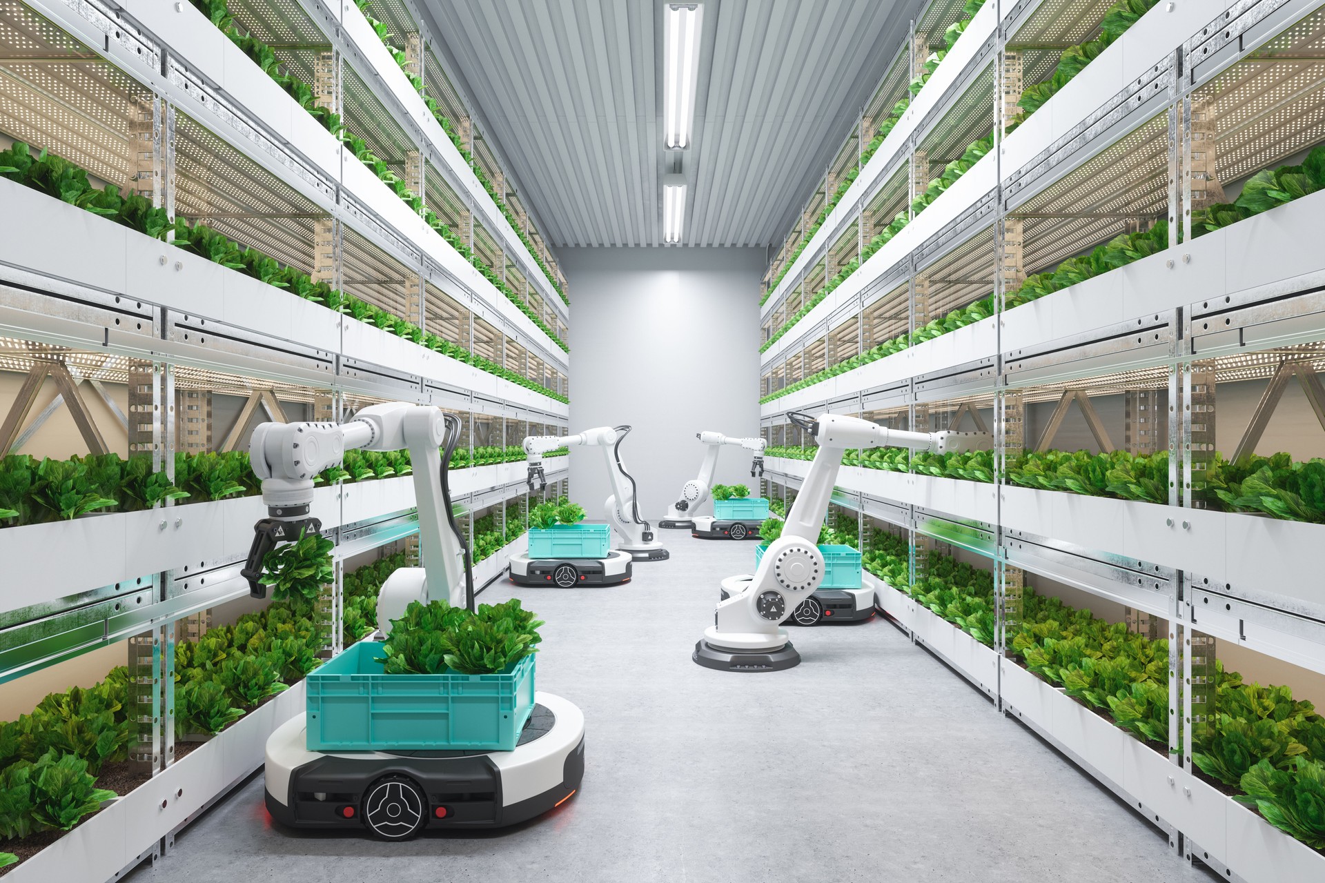 Automatic Agricultural Technology With Robots Harvesting Lettuce In Greenhouse