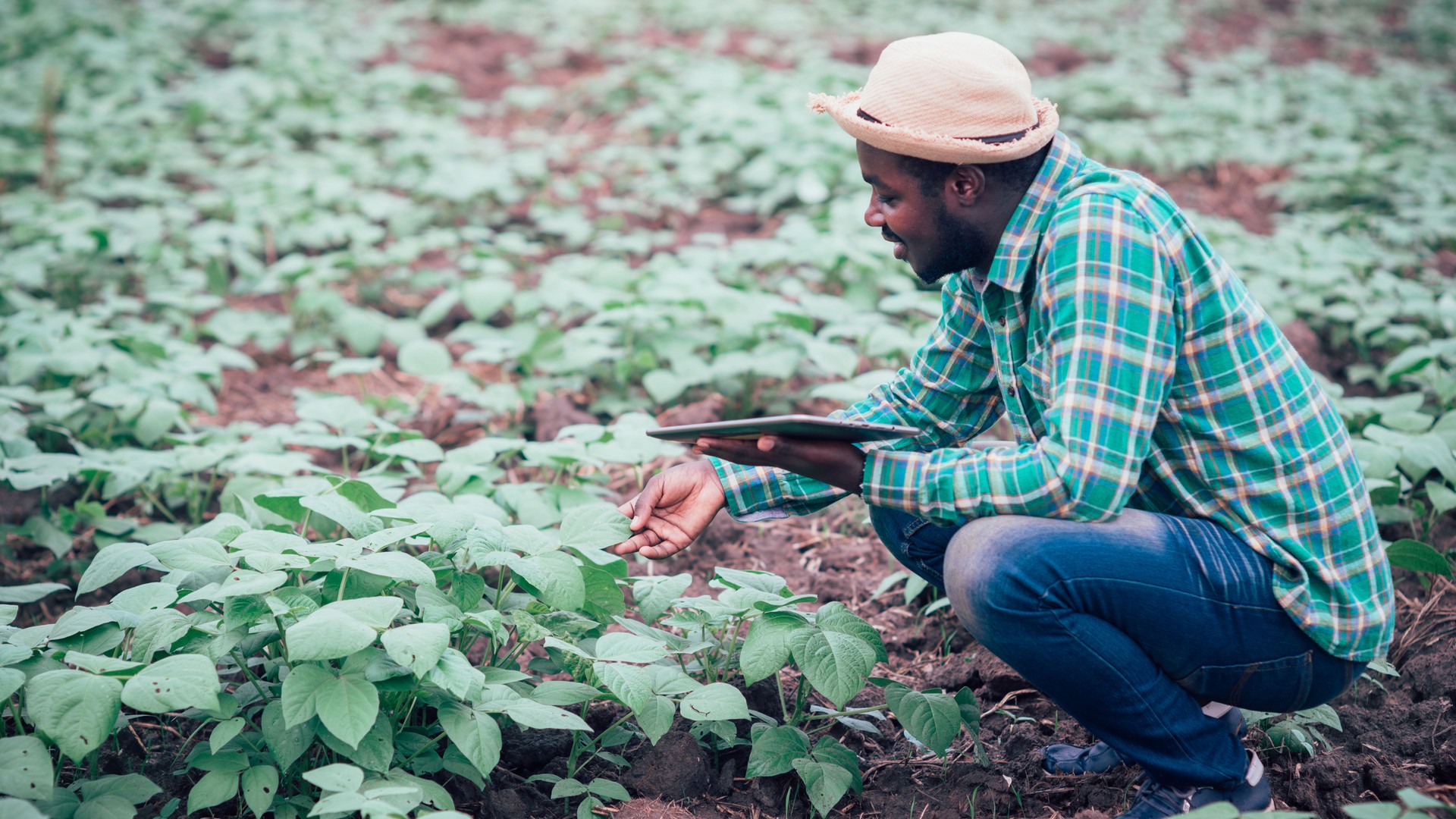 African farmer using tablet for  research leaves of plant in organic farm.Agriculture or cultivation concept